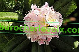 Rhododendron krátký