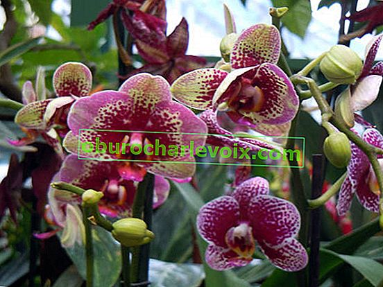 Hibrid Phalaenopsis