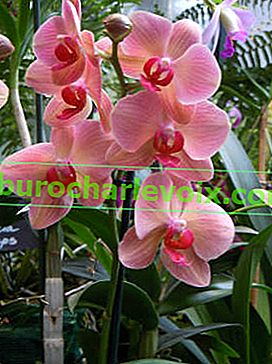 Phalaenopsis-Hybrid