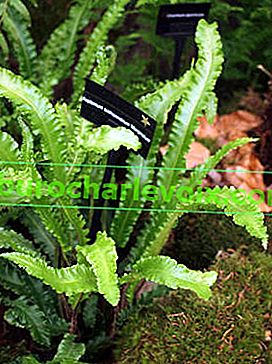 Asplenium nebo běžná kostní dřeň (Asplenium scolopendrium) Marginatum 