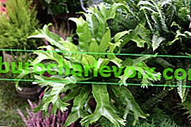 Asplenium nebo hnízdní kost (Asplenium nidus), jedna z odrůd