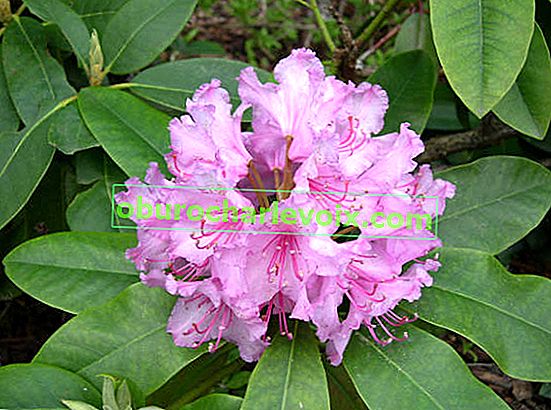 Едролистен рододендрон (Rhododendron macrophyllum)
