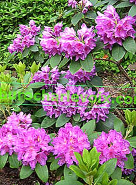 Рододендрон катавбиенс (Rhododendron catawbiense)