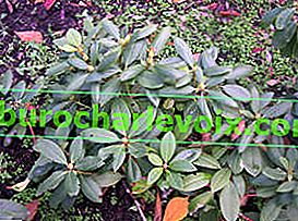 Rhododendron pontic (Rhododendron ponticum)