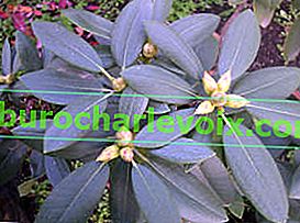 Rhododendron pontic (Rhododendron ponticum)
