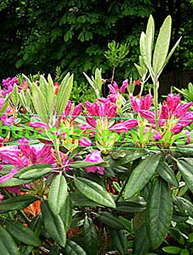 Rhododendron smirnowii
