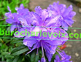 Rhododendron hustý (Rhododendron impeditum) Luisella