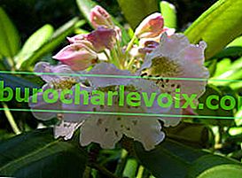 Rhododendron krátkoplodý (Rhododendron brachycarpum)