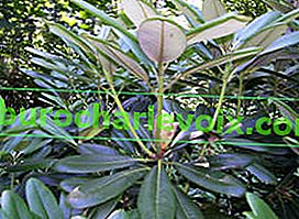 Рододендрон краткоплоден (Rhododendron brachycarpum)
