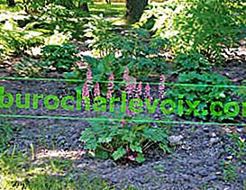 Vzdušné květenství tiarella cordifolia dodává květinové zahradě lehkost