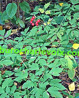 Червен гарван - растение от горите на Далечния изток и Сибир