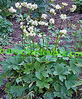 Astrantia große Blüten im Juli-August für 35-50 Tage