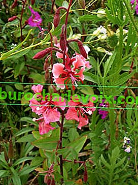 Невен Clarkia (Clarkia unguiculata)