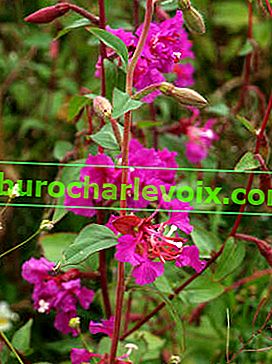 Невен Clarkia (Clarkia unguiculata)