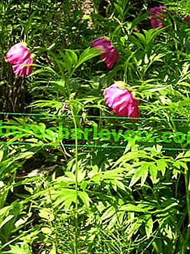 Півонія (Paeonia anomala)