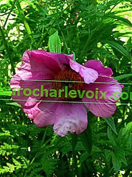 Уклончив божур (Paeonia anomala)