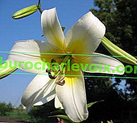 Lily Aria (tubulární hybridy)