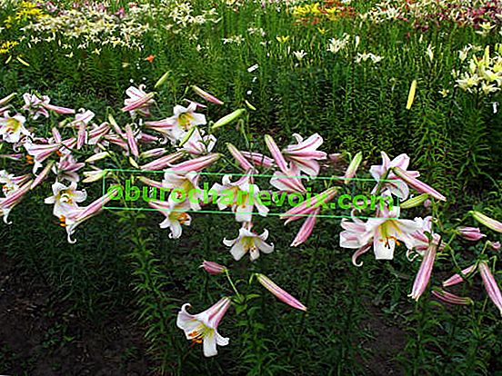 Lily Flamingo (trubkovité hybridy)