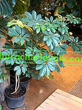 Schefflera arboricola (Schefflera arboricola)