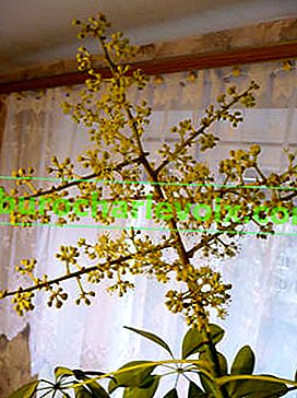 Schefflera arboricola, kvetoucí