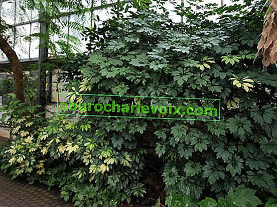 Schefflera arboricola (Schefflera arboricola) ve skleníku