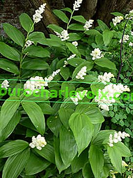 Тистична мина (Maianthemum racemosum)