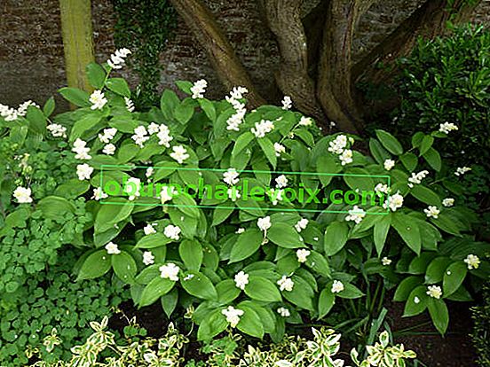 Minerální štětec (Maianthemum racemosum) nebo smilacina racemosa (Smilacina racemosa)