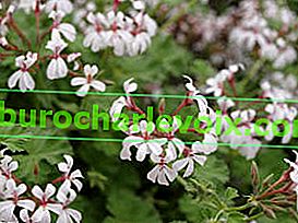 Voňavá skupina Fragrans Pelargonium