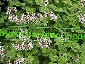Pelargonium mirisni Fragrans Variegatum