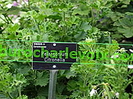 Pelargonium vonná Citronella