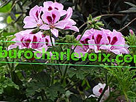 Pelargonium уникален ароматен Copthorne