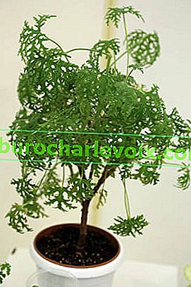 Pelargonium ароматен Eucament
