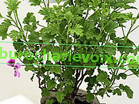 Vonný drahokam Pelargonium