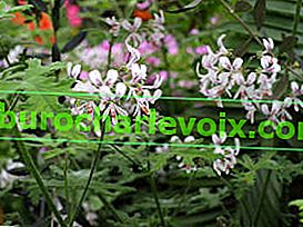 Voňavá Pelargonium Joy Lucille