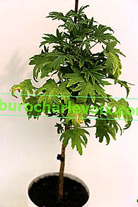 Pelargonium ароматен Mabel Grey