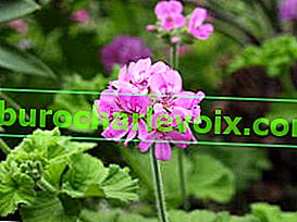 Роза с аромат на пеларгония с кръгли листа