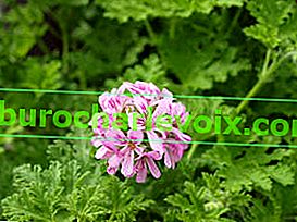 Pelargonium aromatična ruža kamfora