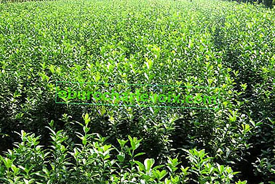 Holly Laubplantage in China