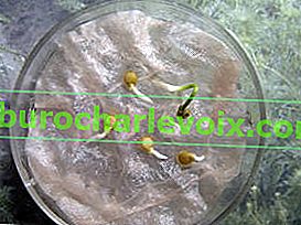 Hydrogel semena