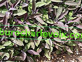 Salvia officinalis Purpurascens 