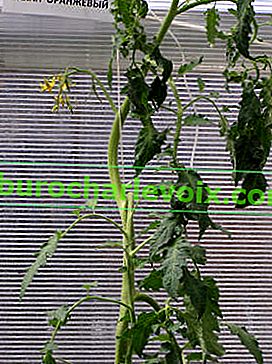 Tomate mit vegetativer Entwicklung