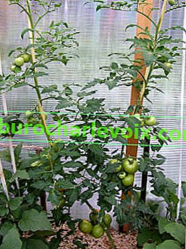 Mit Früchten überladene Tomate