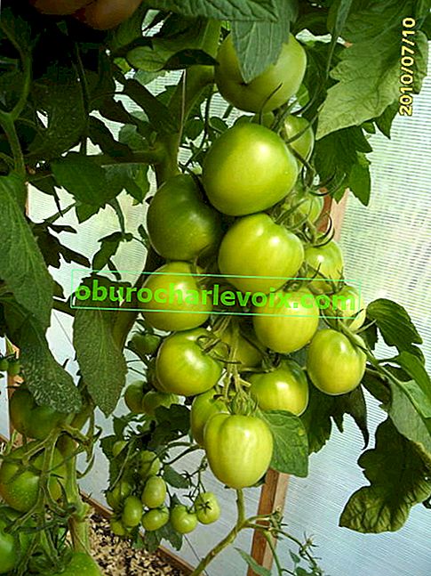 Generative Tomate