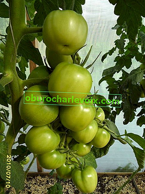 Генеративен домат