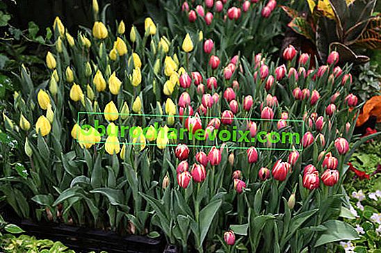 Odrůdy tulipánů pro destilaci