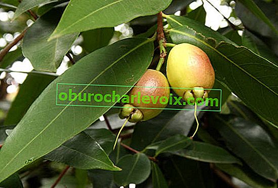 Syzygium ямбоза или розова ябълка