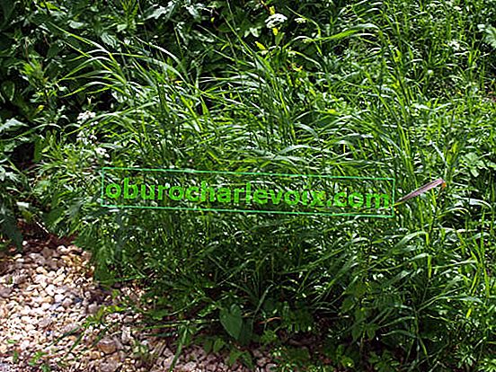 Plíživá pšeničná tráva (Elytrigia repens)