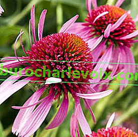 Echinacea dvojitá fialová vzpřímená