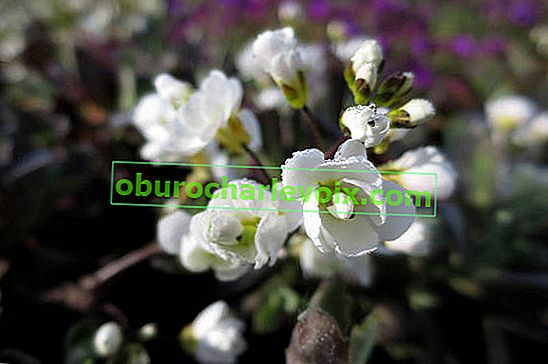 Alpine Arabis (subsp caucasica Flore Pleno)