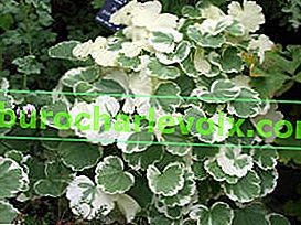 Pelargonium pásmové Madame Salleron